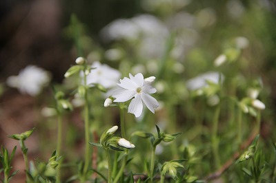 2012-05-shiki-002.jpg